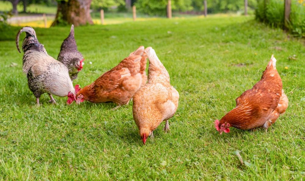 Can Chickens Eat Green Beans? What to Feed Your Bird