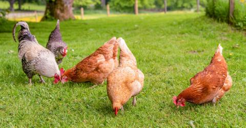 Chickens grazing in an open field.