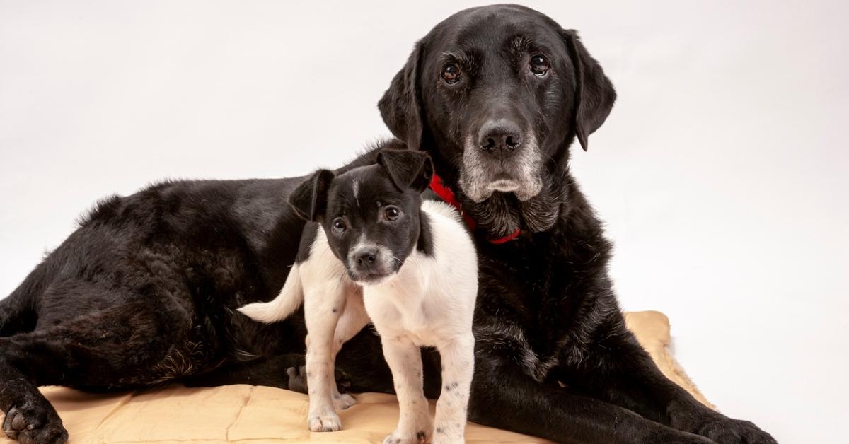 An older dog with a puppy. 