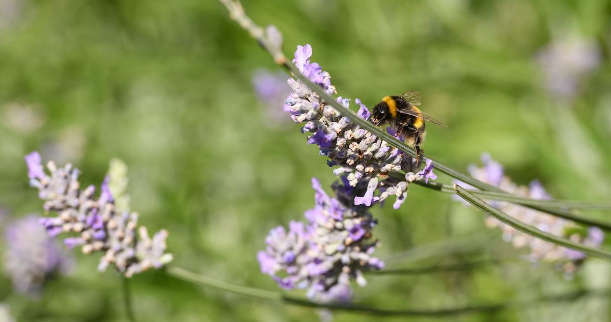 Bee collecting pollen 