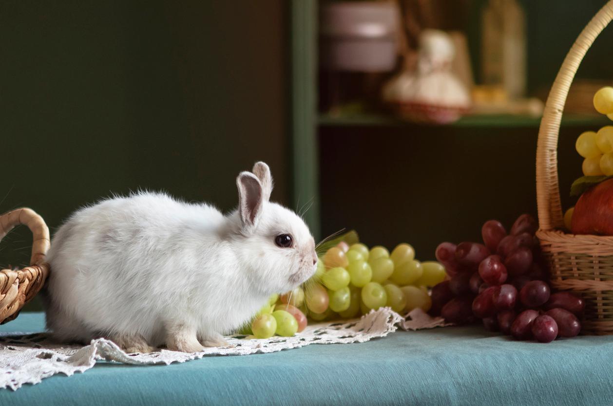 A rabbit sits atop a table with bunches of green and red grapes beside the rabbit.