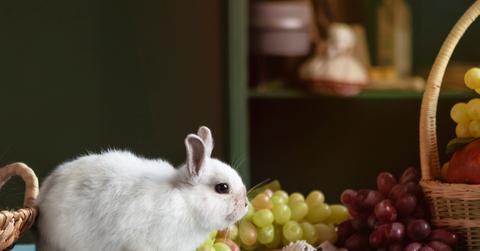 A rabbit sits atop a table with bunches of green and red grapes beside the rabbit.