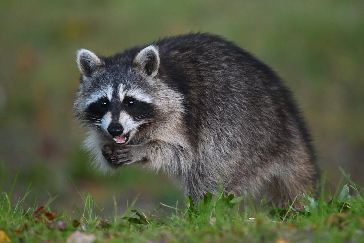 A raccoon appears in the grass with his hands beneath his open mouth.