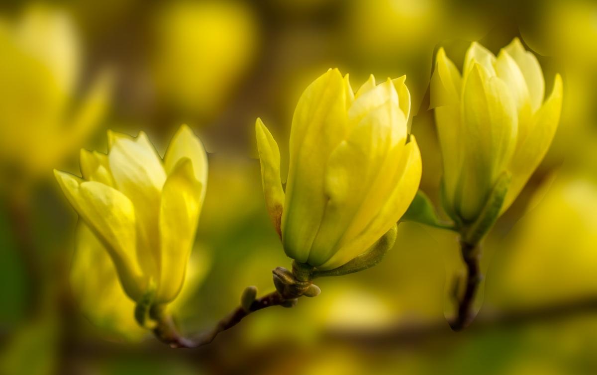 Magnolia Flower Meaning: Luck, Longevity, and Endurance