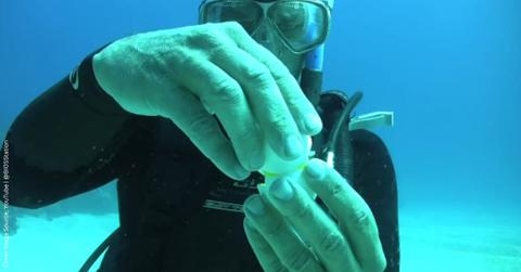 Diver cracks an egg underwater revealing squishy yellow yolk. (Cover Image Source: YouTube | @BIOSStation)