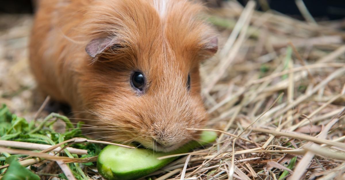 Guinea pig eating cucumber.