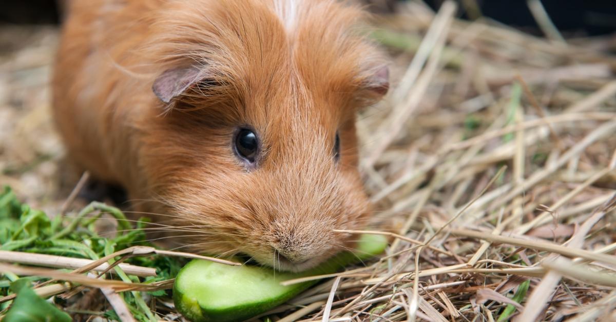 Guinea pig eating cucumber. 