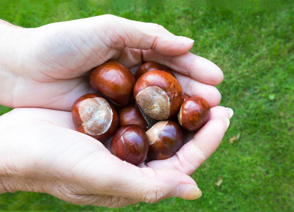 horse chestnuts laundry