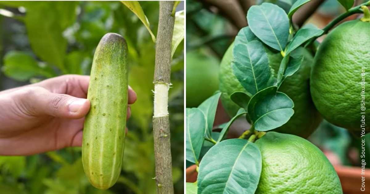 A gardener demonstrates how to grow a lemon tree using a cucumber. (Cover Image Source: YouTube | @ShafikulGarden)
