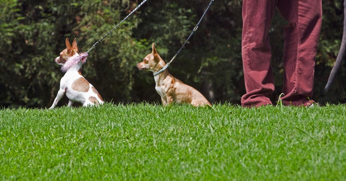 Two Chihuahuas on leashes. 