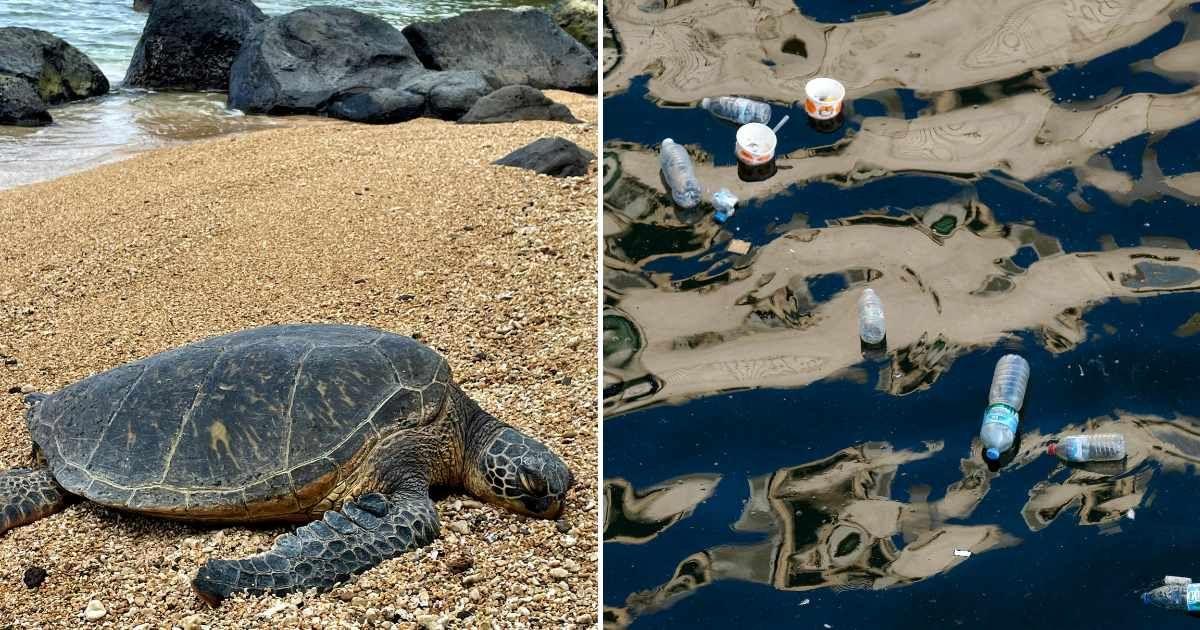 (L) A sad sea turtle lying on the beach sand. (R) Plastic waste floating in contaminated ocean water. (Representative Cover Image Source: Pexels | (L) Tim Kirkland, (R) Cagri Kanmaz)