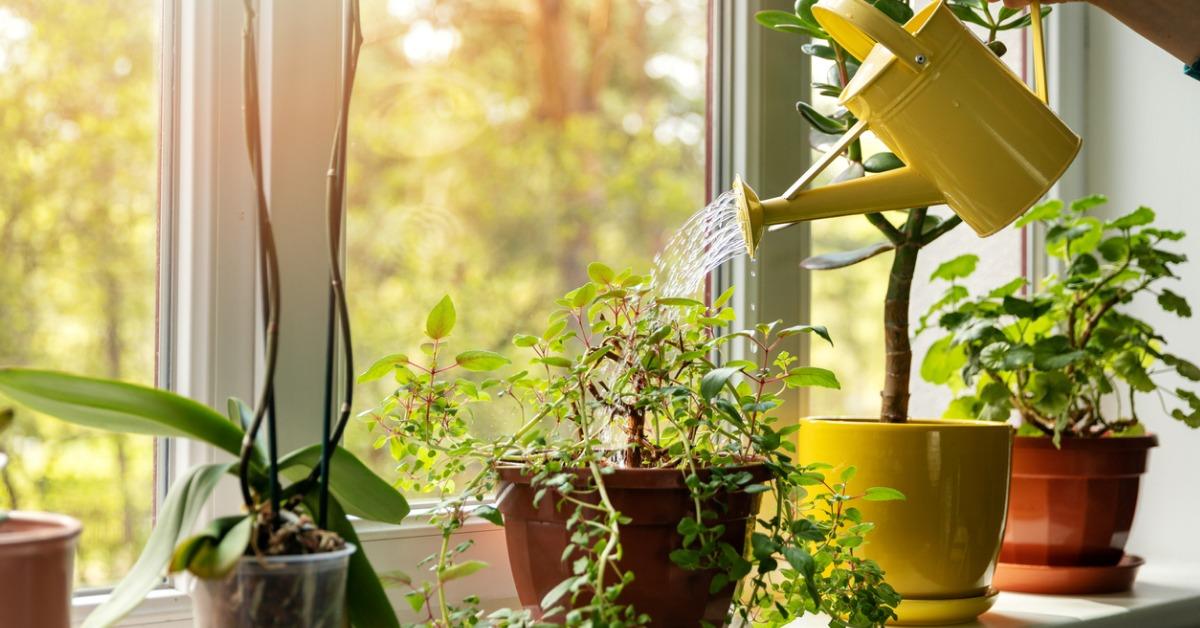 hand with water can watering indoor plants on windowsill picture id