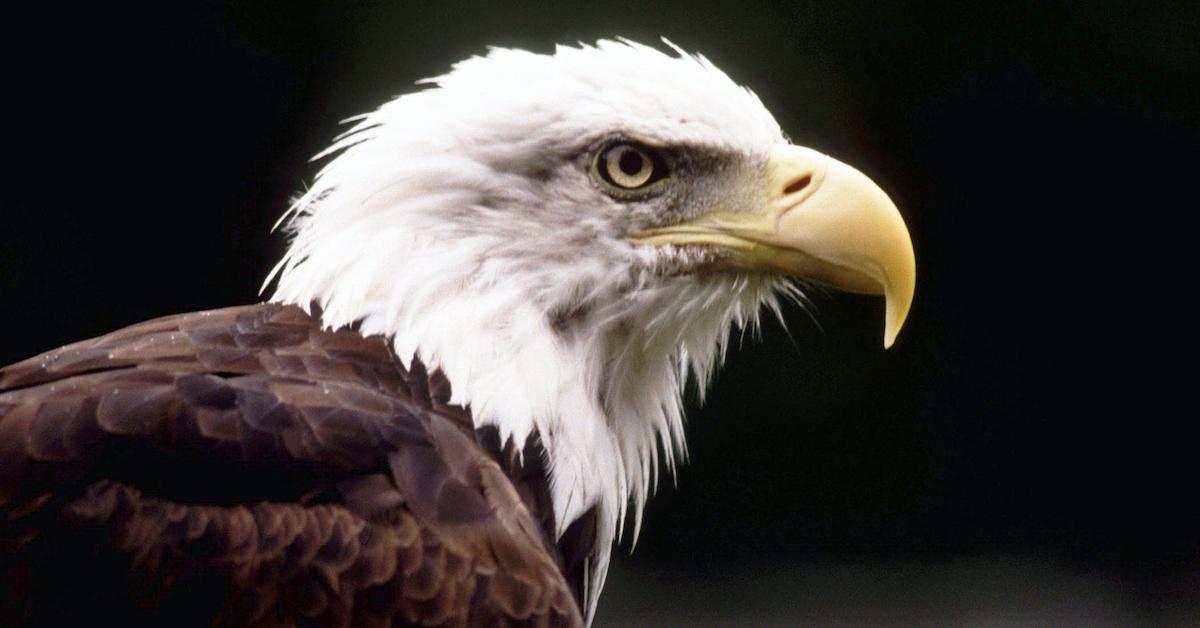 bald eagles endangered