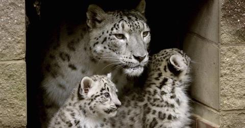 Himani Snow Leopard