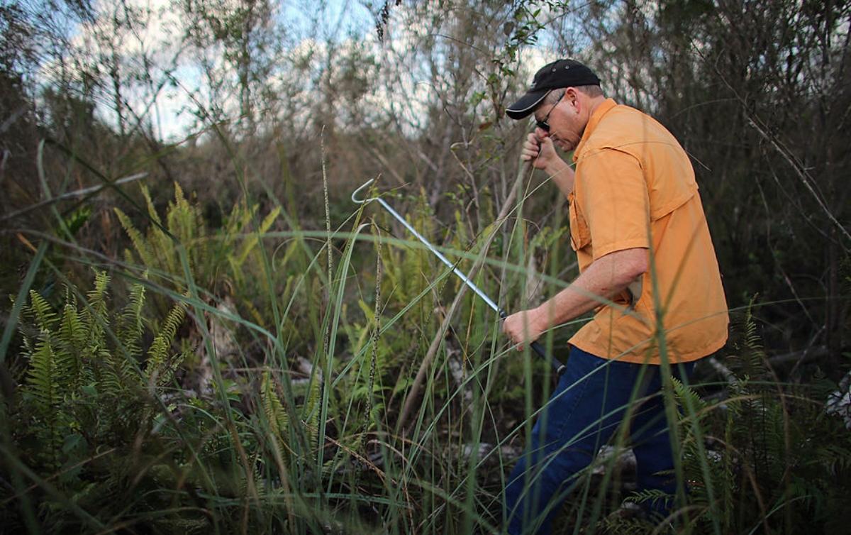 Longest Burmese Python Ever Caught in Florida