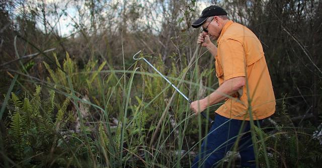 Longest Burmese Python Ever Caught in Florida