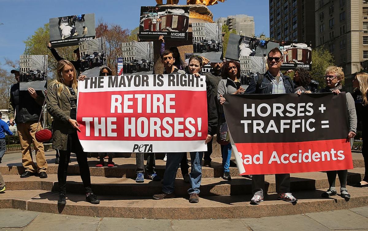 NYC Carriage Horse Black Jack Dies From Colic