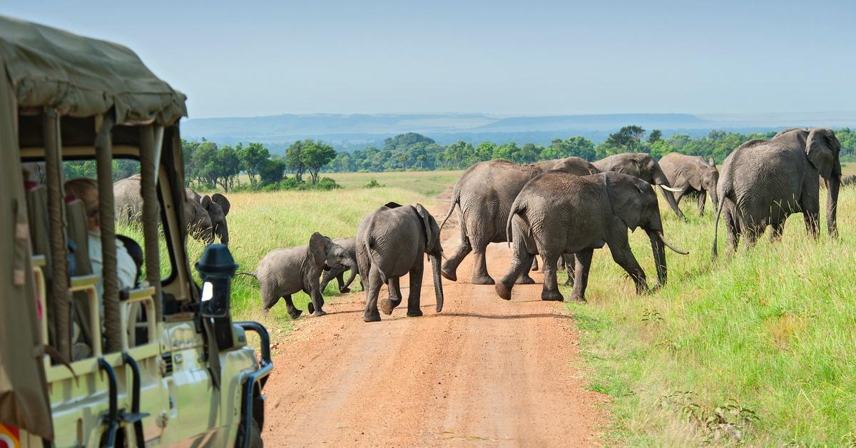 Herd of elephants crossing in front of safari truck.