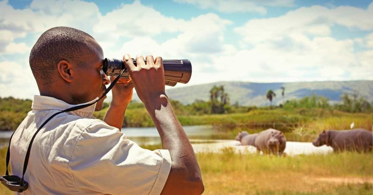 A park ranger with binoculars watching wild animals in a national park. (Representative Cover Image Source: Getty Images | narvikk)