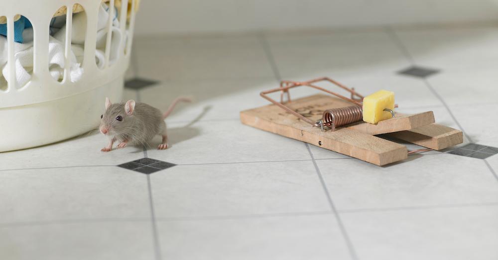 A Mouse with a Mouse Trap