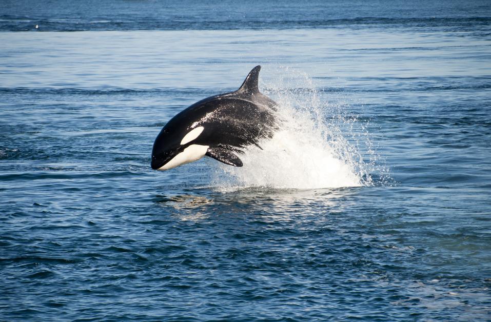 A killer whale jumping out of the water stock photo. 