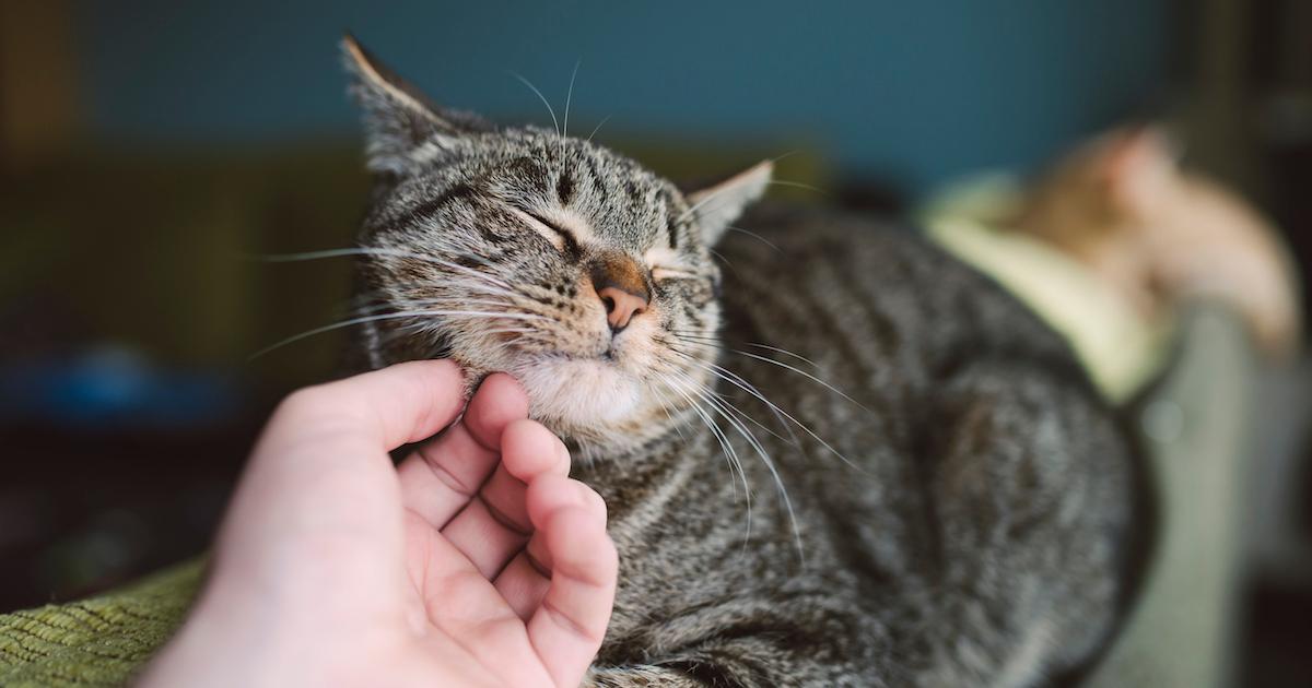 Why Does My Cat Drool When I Pet Him