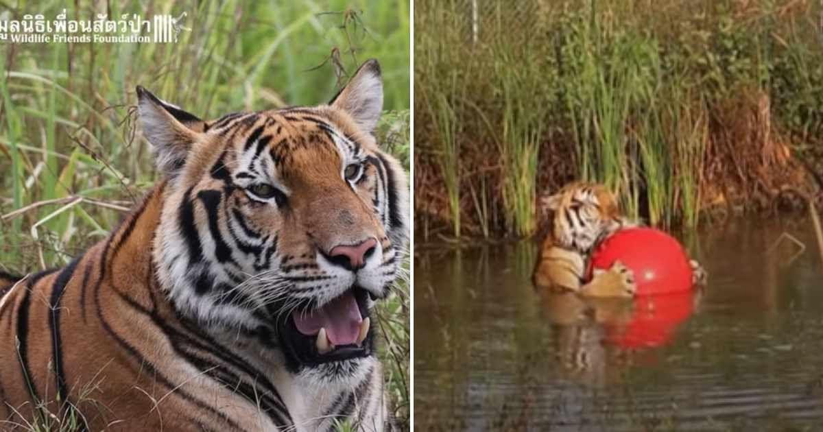 (L) Maruay, the 2-year-old tiger rescued from Phuket zoo. (R) Maruay having an uninterrupted moment in the lake. (Cover Image Source: (L) Facebook | Wildlife Friends Foundation, (R) YouTube | Wildlife Friends Foundation)