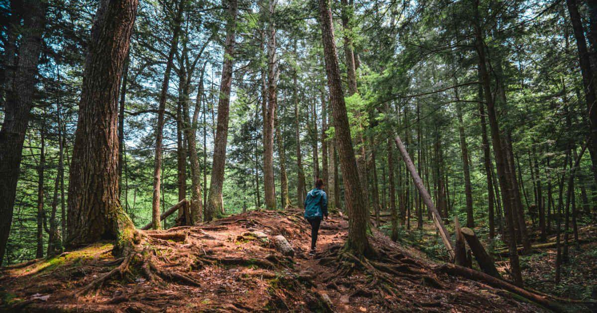 A person hiking through a lush grove of trees in White Mountains, New Hampshire. (Representative Cover Image Source: Getty Images | Wirestock)