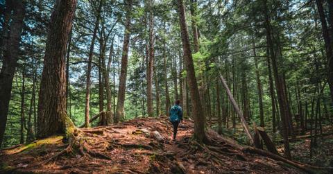 A person hiking through a lush grove of trees in White Mountains, New Hampshire. (Representative Cover Image Source: Getty Images | Wirestock)