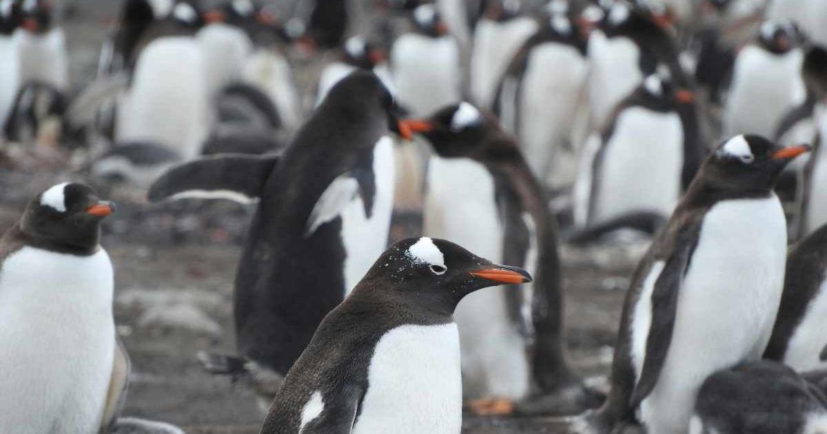 A flock of Gentoo penguins on the land. (Representative Cover Image Source: Pexels | David Peterson)