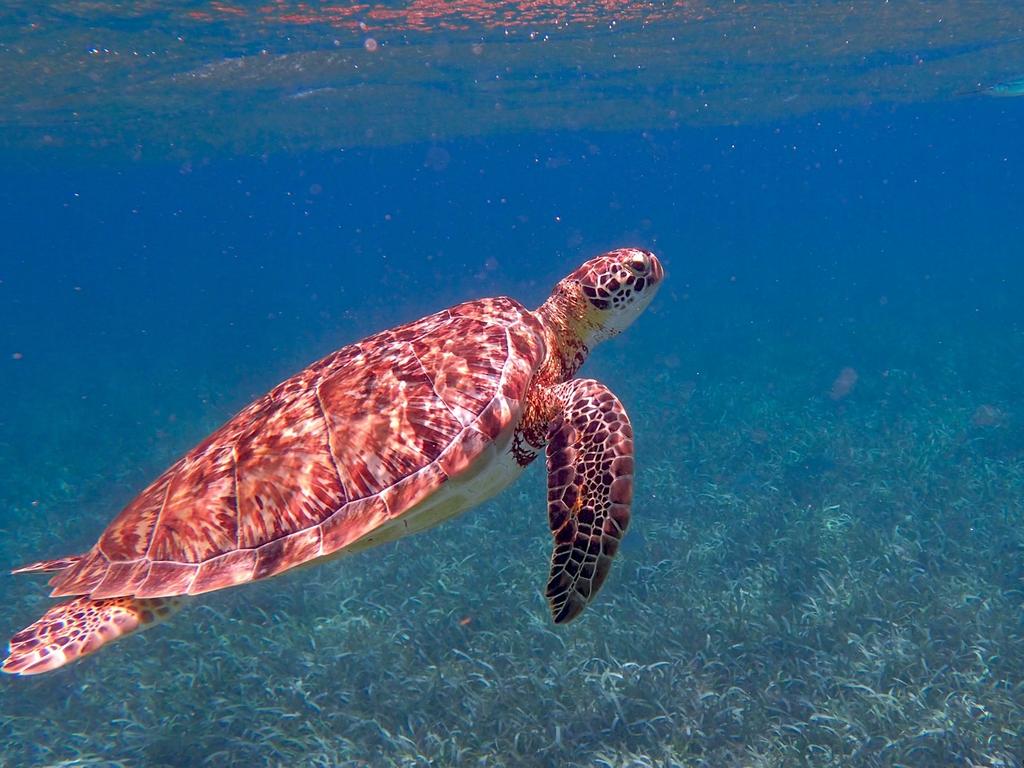 Belize's Barrier Reef Is Off Endangered List After Banning Oil Activity