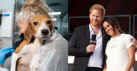 Harry and Meghan Dog