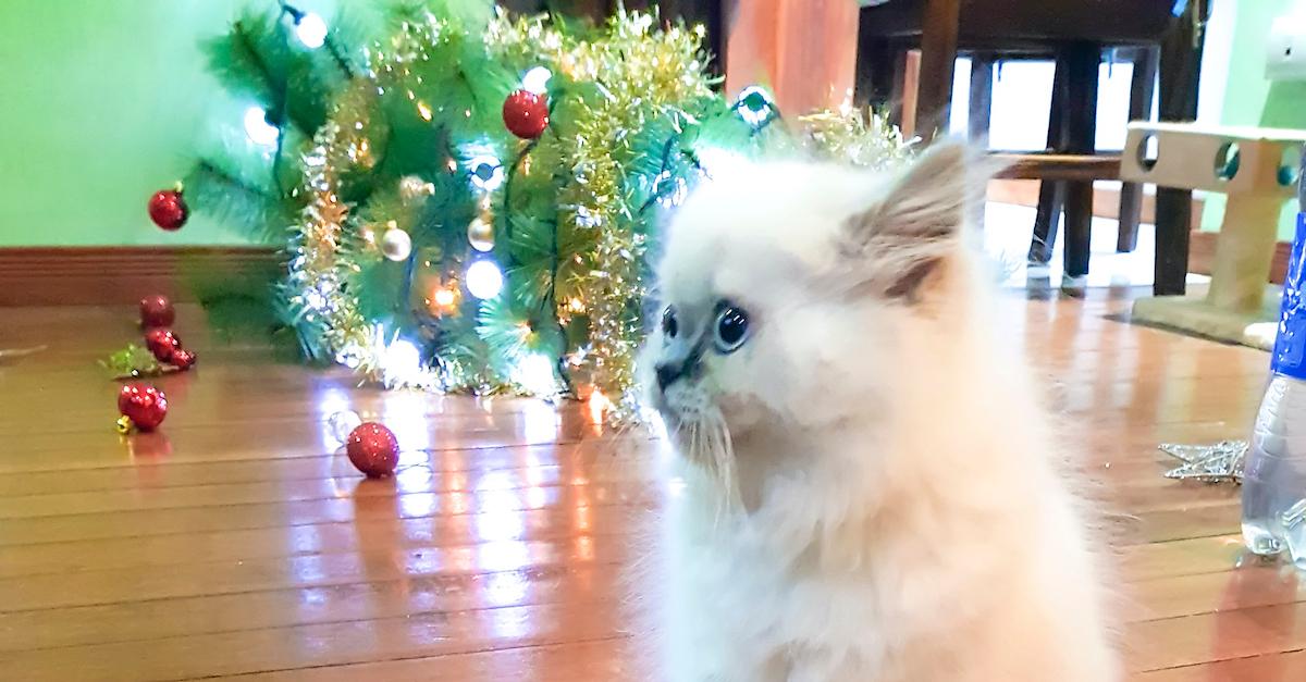 Fluffy white kitten sits in front of a Christmas tree that has fallen over. 