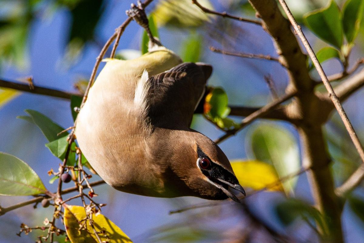 Cedar waxwing hanging to eat a berry