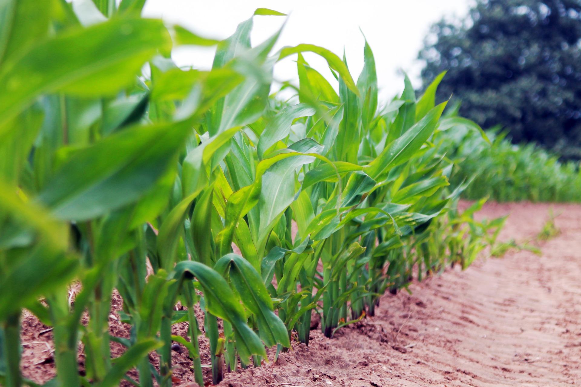 From Toilet-to-Table: How One Wastewater Project Could Solve The Drought In California