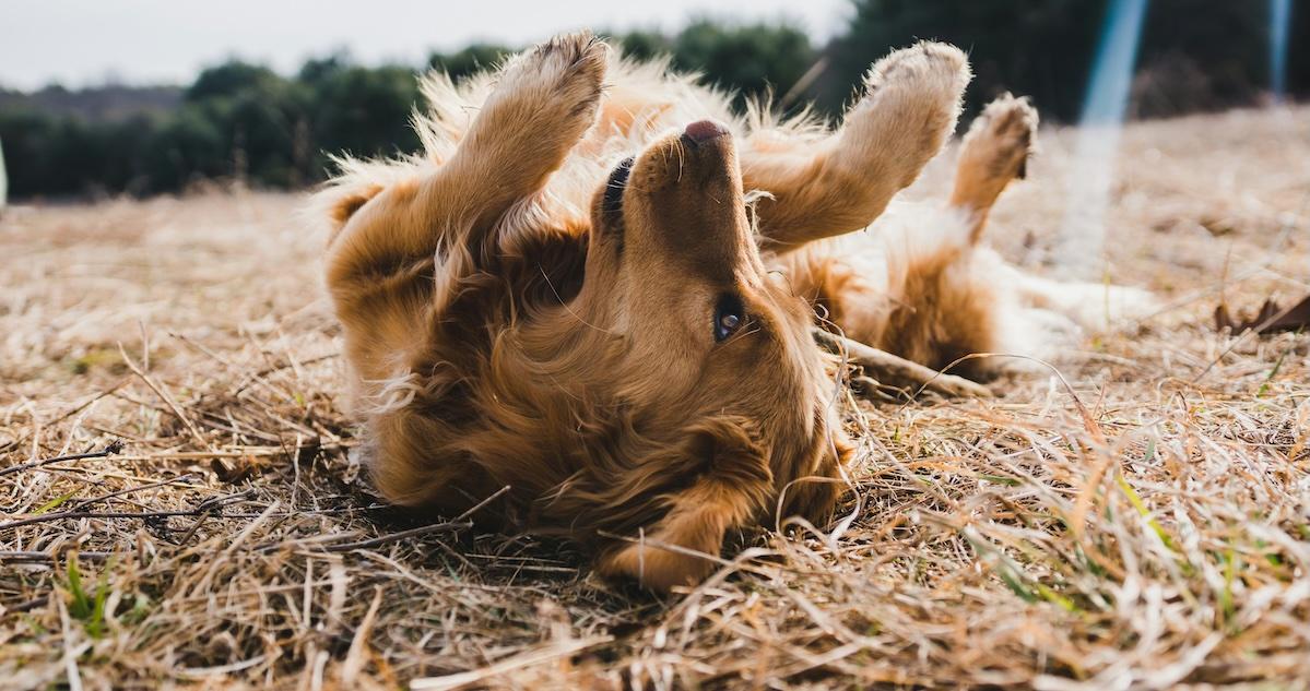 dog rolling in grass