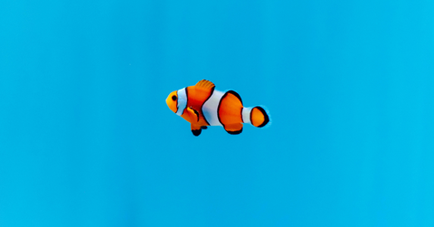 A small clownfish floats in blue water