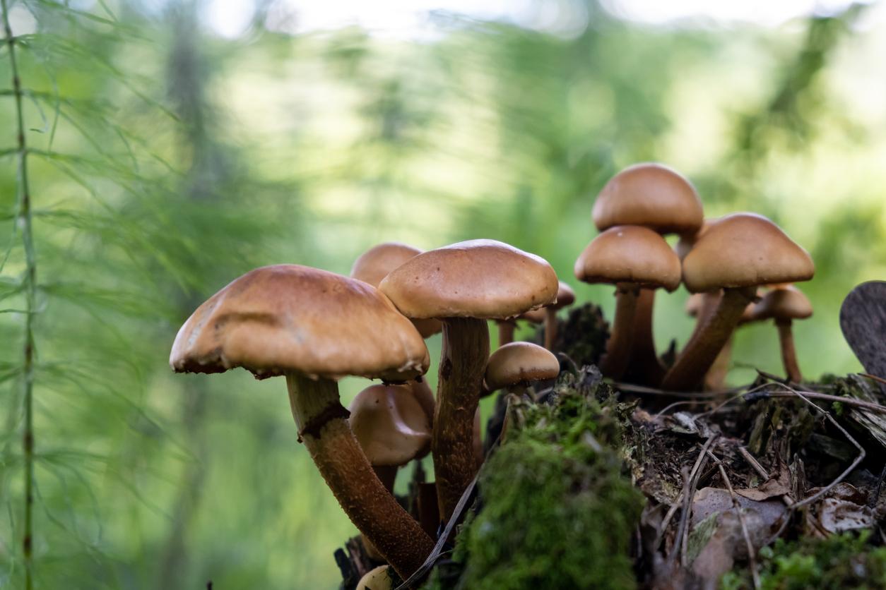 Mushrooms appear in the wild in the forest.