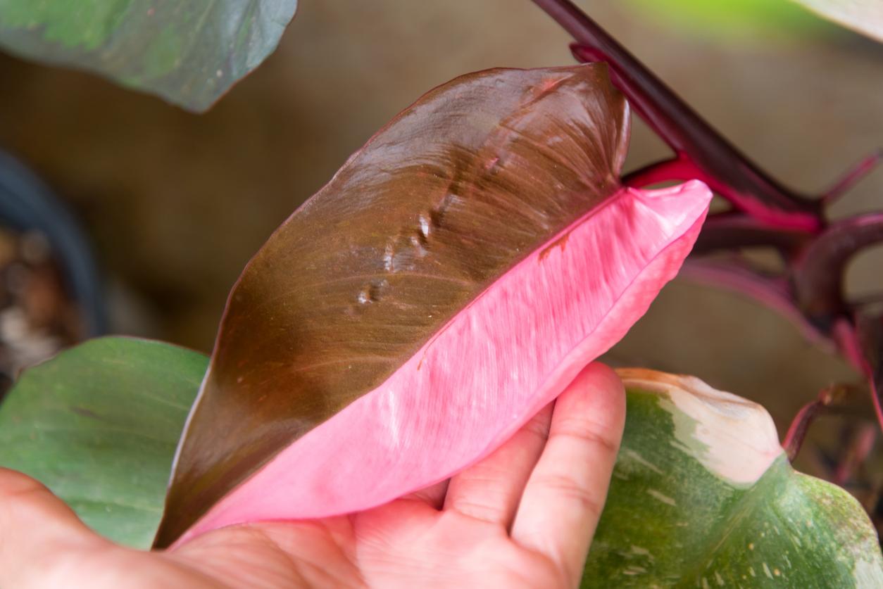 Close up of a split pink and brown leaf from a pink princess philodendron plant.