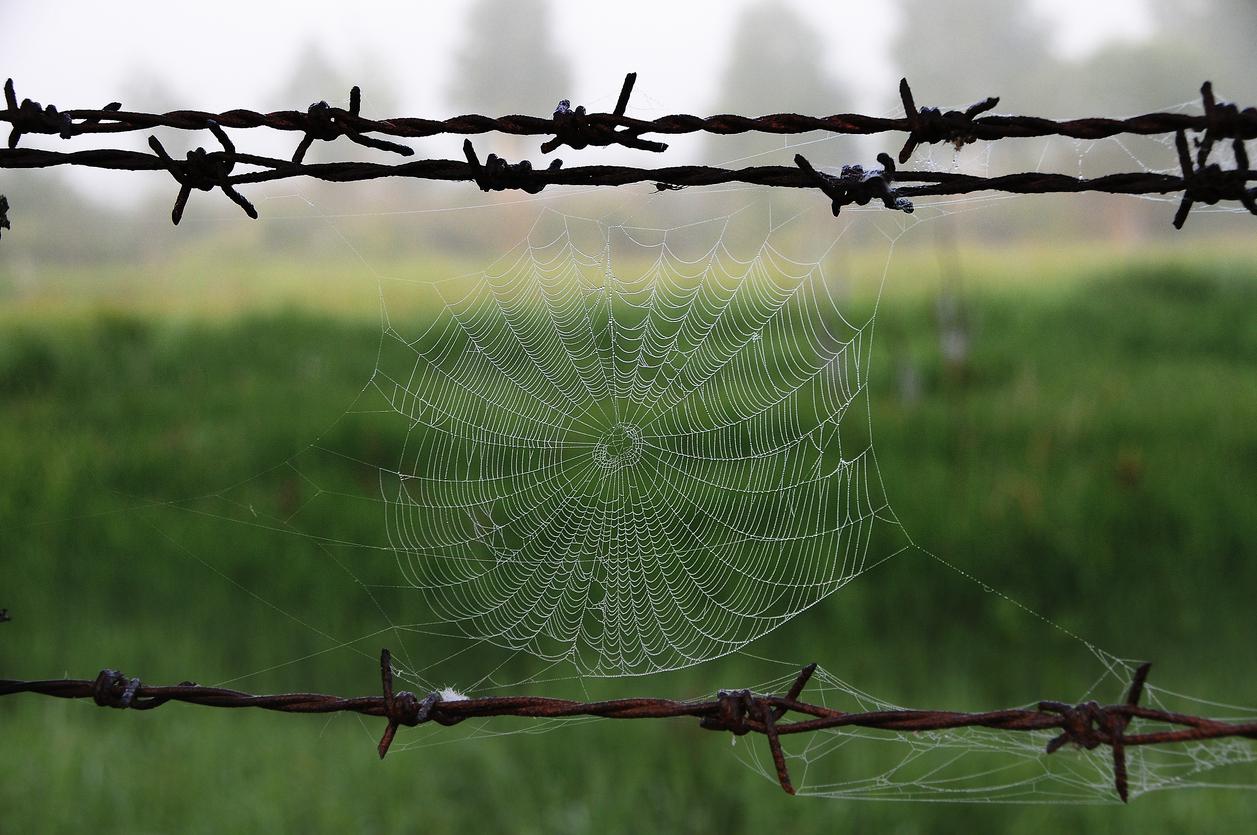 chernobyl spider web