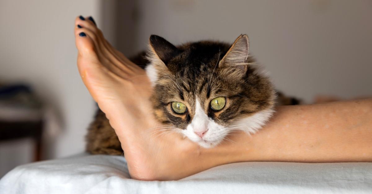 A cat laying over a woman's foot. 