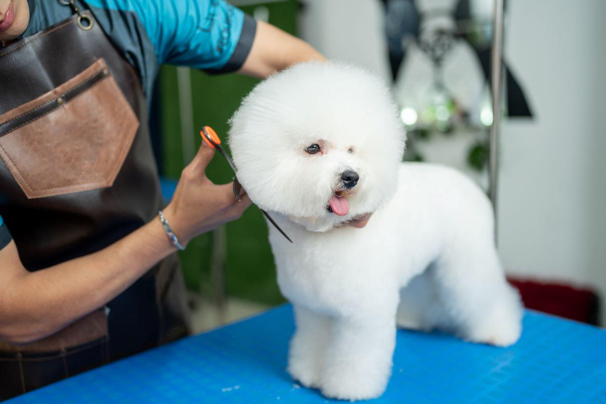 Worker cutting a dog's hair