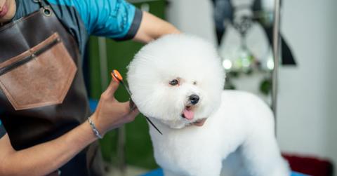 Worker cutting a dog's hair