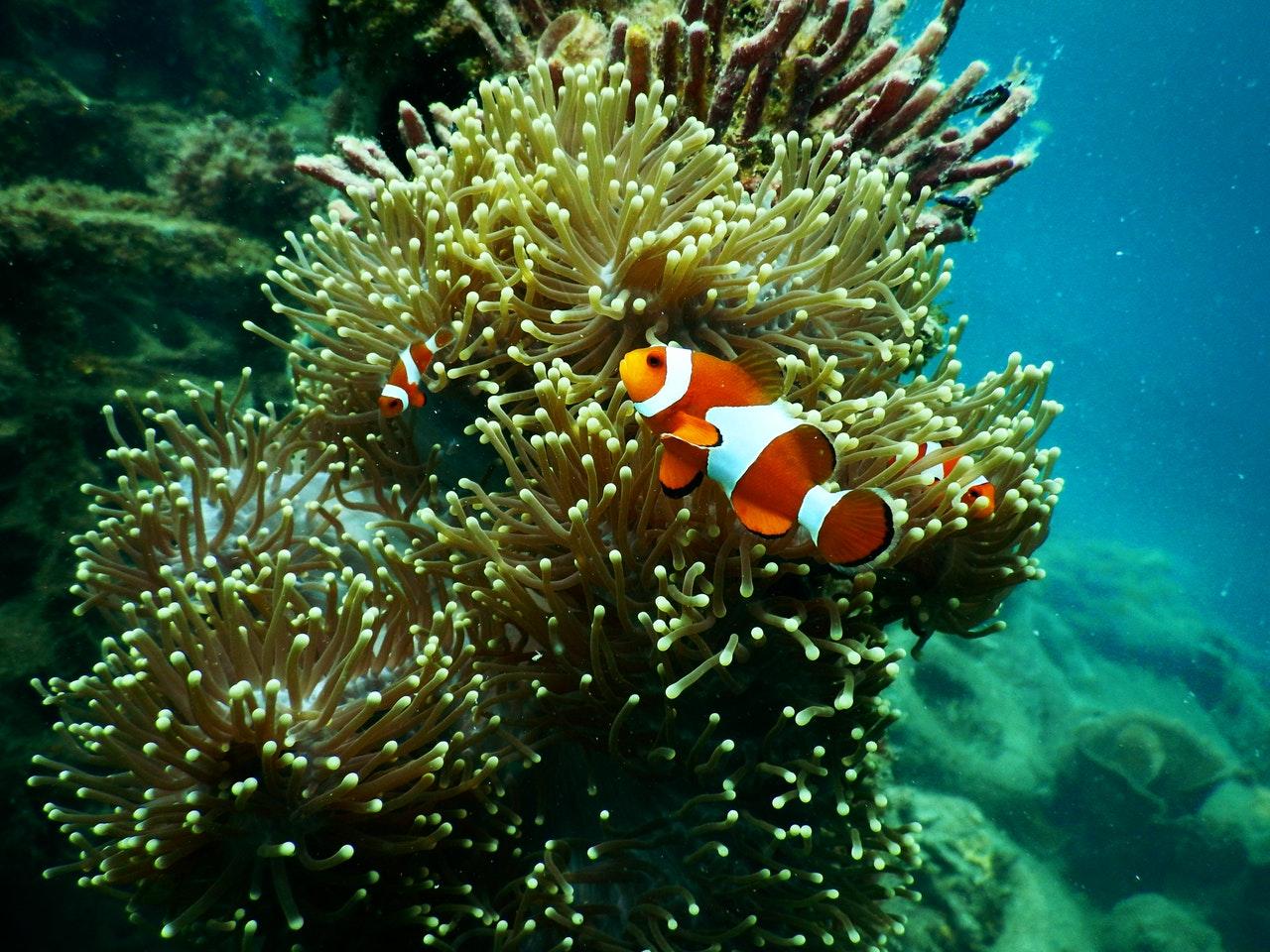 coral reef fish