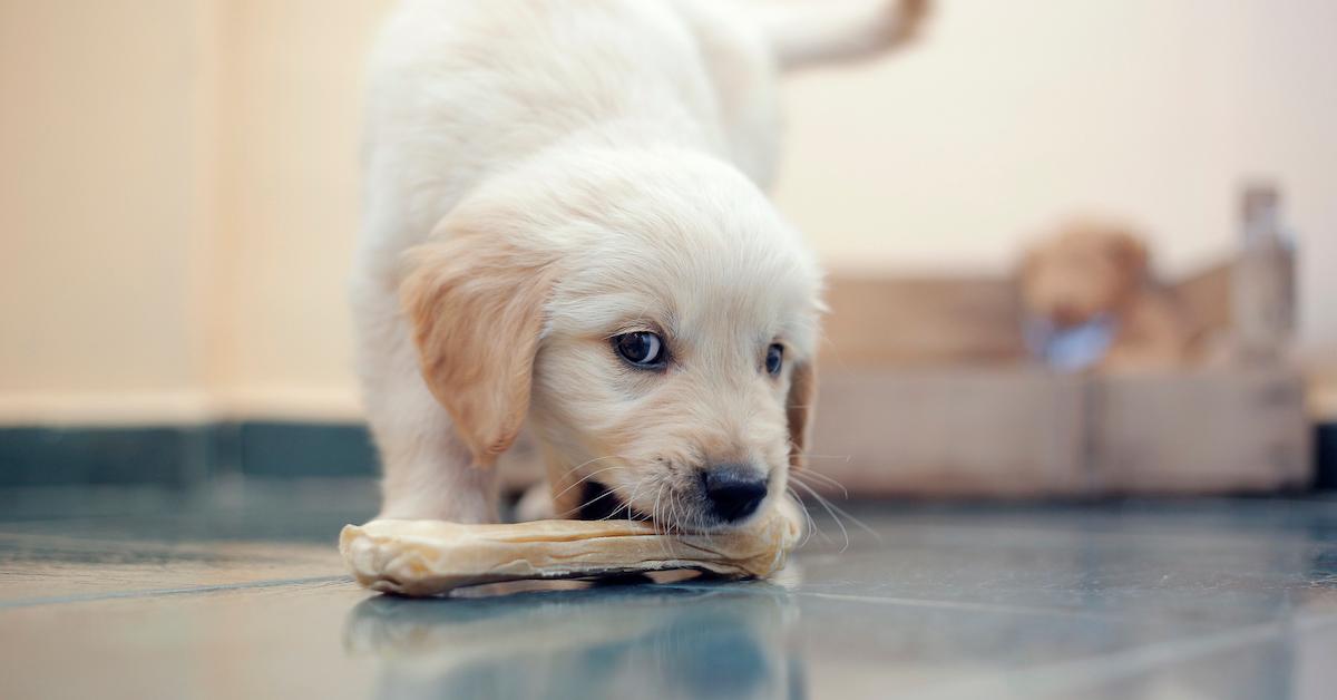 Is Rawhide Bad For Dogs The Chewy Treats Pose A Few Risks