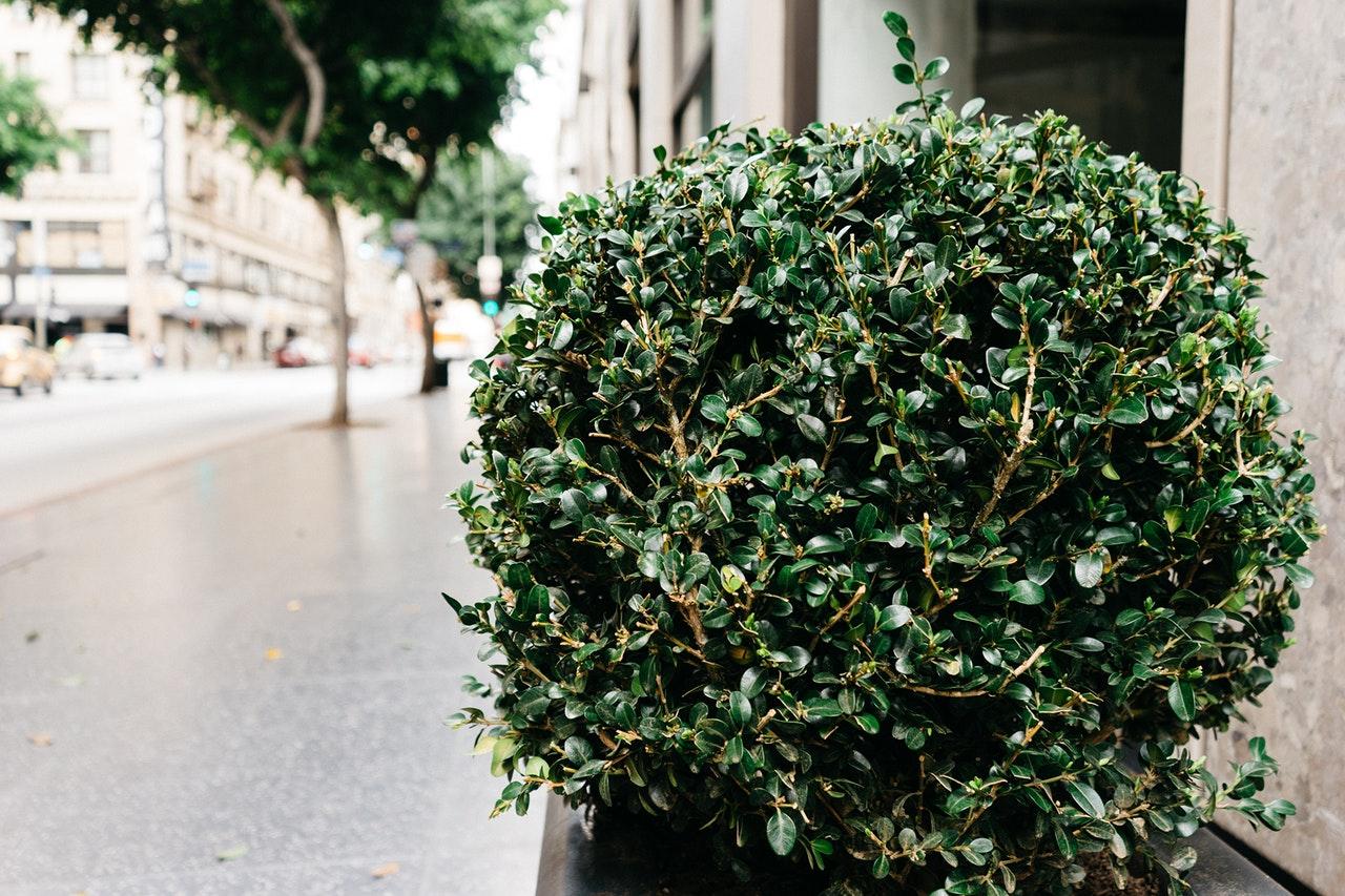 bush shrub sidewalk