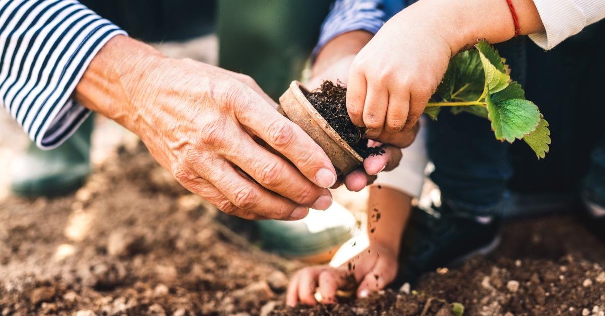 Grandparent and child planting in the dirt. 