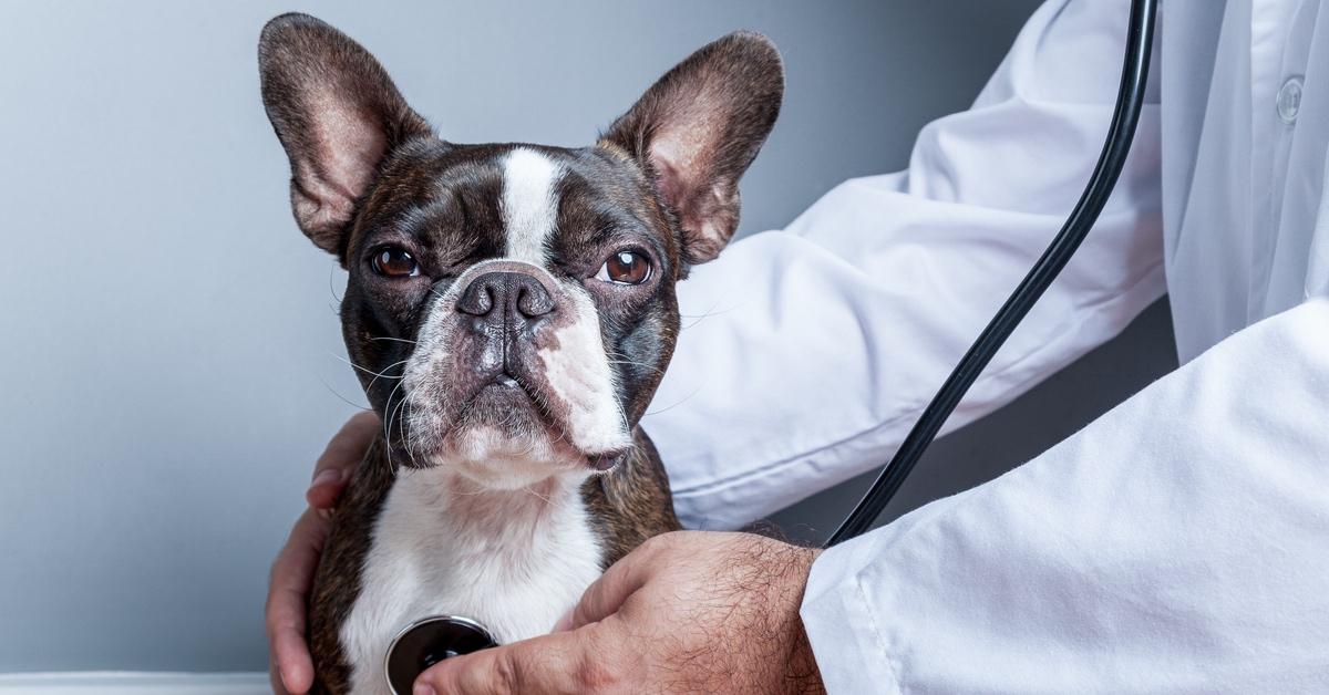 Boston Terrier at the vet's office having his lungs listened to with a stethoscope.