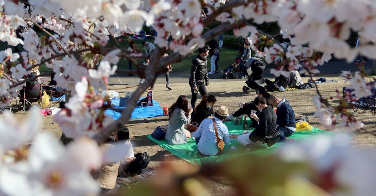 tokyo cherry blossoms