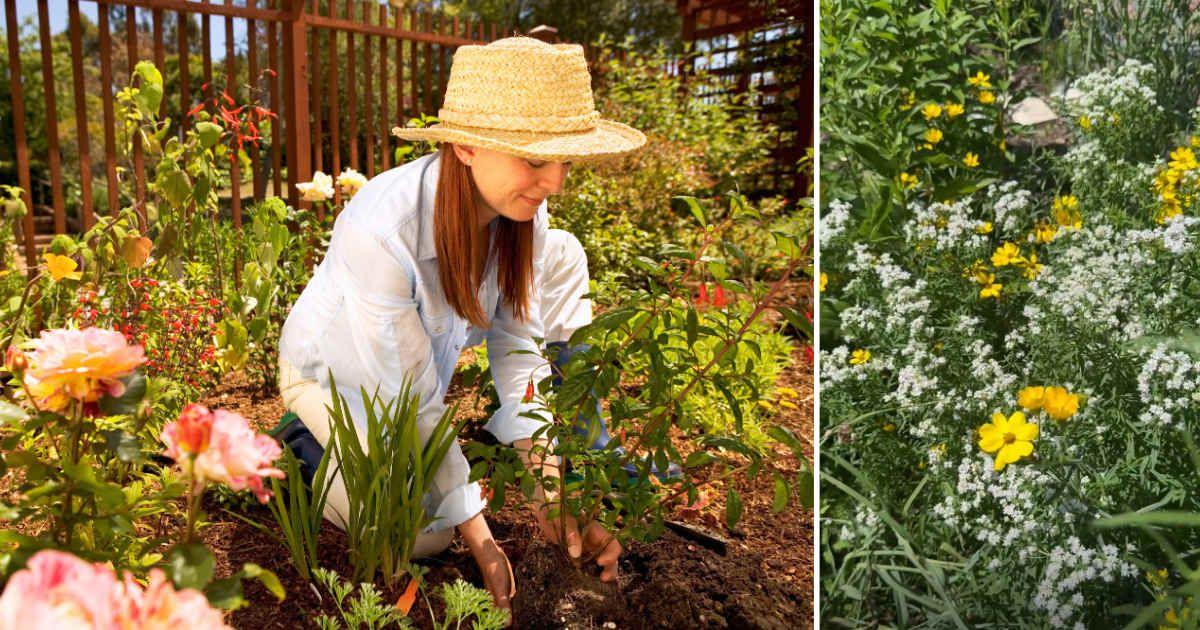 (L) Woman planting native flowers in her garden. (Representative Cover Image Source: Getty Images | Frank Gaglione) | (R) Gardener planted mountain mints in their garden. (Cover Image Source: Reddit | u/m_etta)